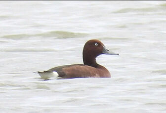 Loài vịt nâu đỏ quý hiếm được ghi nhận tại vườn quốc gia Phong Nha - Kẻ Bàng