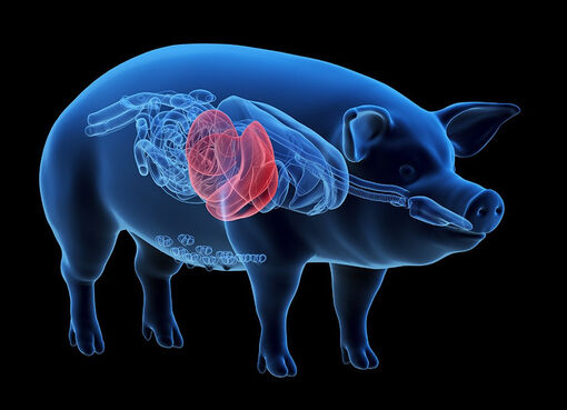 Nối gan lợn với mạch máu ở chân, giúp cứu sống người đàn ông chờ ghép tạng
