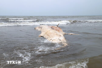 Phát hiện xác cá voi nặng khoảng gần 7 tấn trôi dạt vào bờ biển Nghệ An