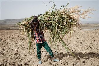 Khủng hoảng do sóng nhiệt ở châu Phi ngày càng nghiêm trọng