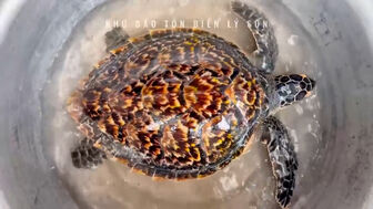 Thả cá thể đồi mồi dứa quý hiếm về tự nhiên