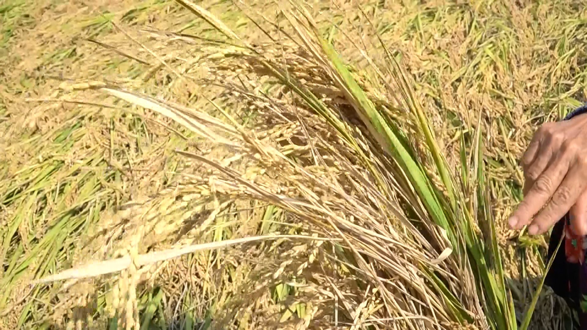 An Giang: Thiếu máy gặt, tiêu thụ lúa đông xuân gặp khó