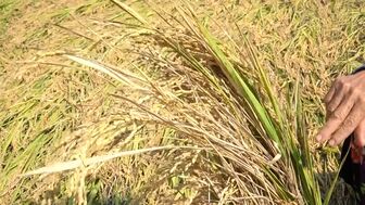 An Giang: Thiếu máy gặt, tiêu thụ lúa đông xuân gặp khó