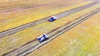 Mùa vàng trên đồng