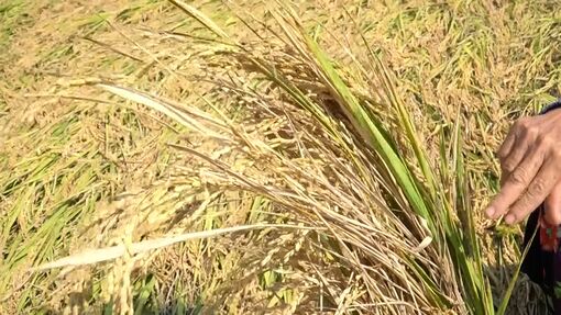 An Giang: Thiếu máy gặt, tiêu thụ lúa đông xuân gặp khó