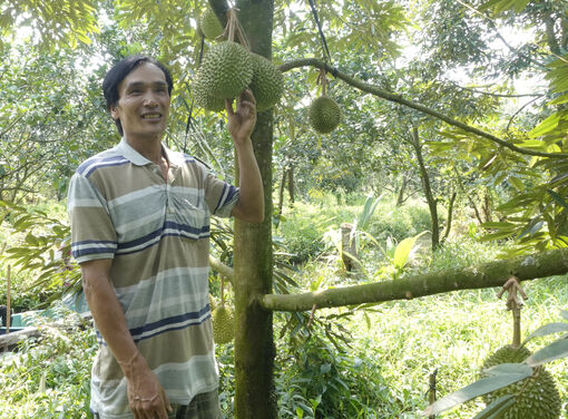Liên kết để sầu riêng đi xa