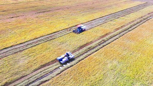 Mùa vàng trên đồng