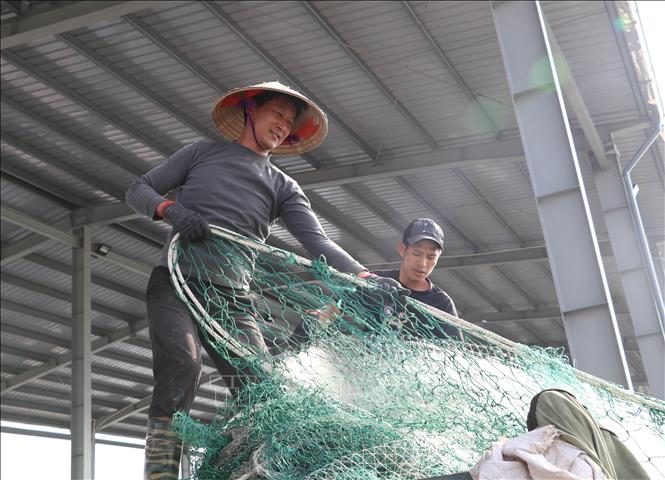 Ngư dân kiên trì bám biển trước áp lực giá nhiên liệu tăng