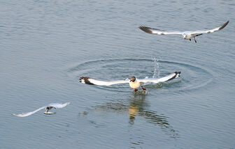 Hải âu săn mồi