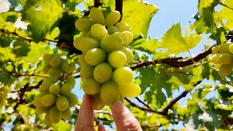 Vườn nho chín rộ hút khách du lịch