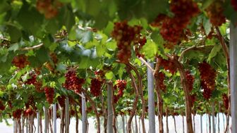 Vườn nho chín rộ hút khách du lịch
