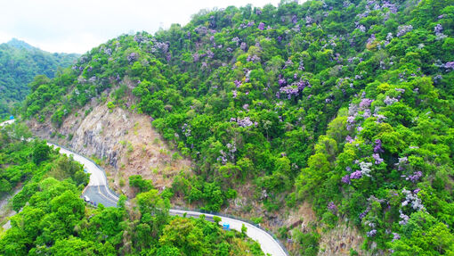Bảy Núi vào mùa bằng lăng nở tím
