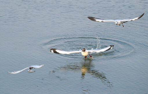 Hải âu săn mồi