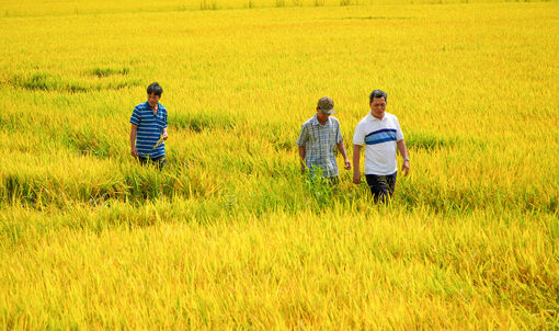 Tân Hội làm nghị quyết từ ruộng đồng