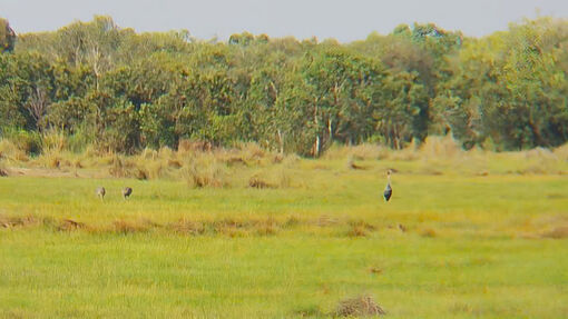 Ba cá thể sếu đầu đỏ về Giang Thành