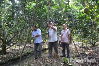 Nông dân phấn khởi trước cột mốc xuất khẩu trái bưởi sang Úc