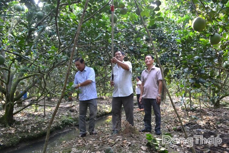 Nông dân phấn khởi trước cột mốc xuất khẩu trái bưởi sang Úc