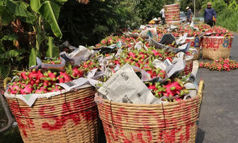 Đồng Tháp: Giá thanh long nghịch vụ cao gấp 3 lần so với tháng trước