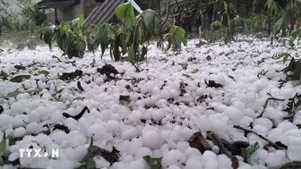 Lào Cai: Mưa đá lớn làm 4 người bị thương, vườn mận Bắc Hà thiệt hại nặng