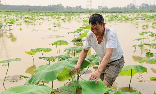 Làm giàu từ trồng sen lấy củ