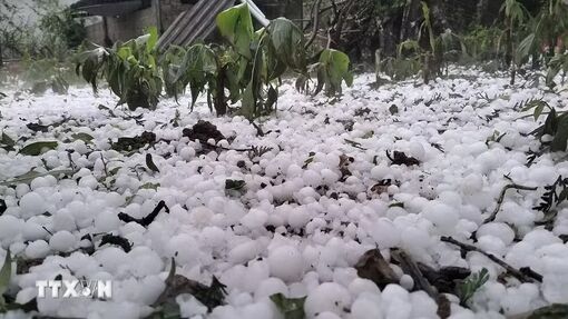 Lào Cai: Mưa đá lớn làm 4 người bị thương, vườn mận Bắc Hà thiệt hại nặng