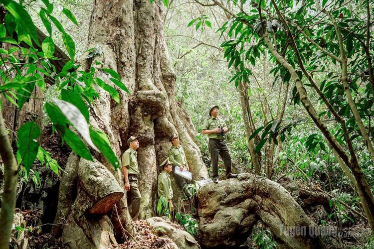 Hiệu quả mô hình “dân giữ rừng”