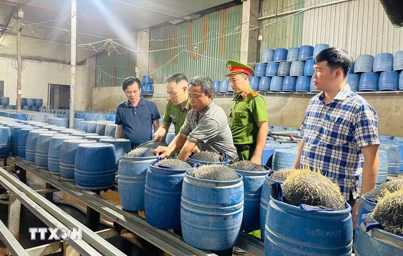 Quảng Ninh: Phát hiện nhiều cơ sở sản xuất giá đỗ sử dụng chất cấm