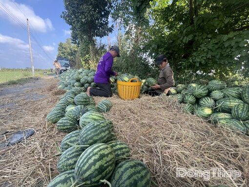 Nắng nóng, dưa hấu đắt hàng