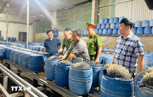 Quảng Ninh: Phát hiện nhiều cơ sở sản xuất giá đỗ sử dụng chất cấm