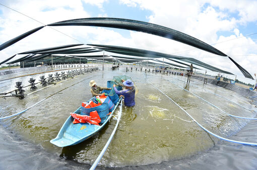 Giải bài toán thiếu lao động nông nghiệp