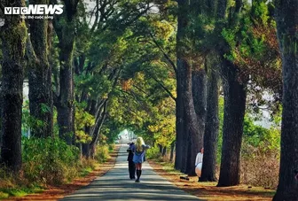 Hàng thông trăm tuổi đẹp như 'bước ra từ phim Hàn Quốc' tại Gia Lai