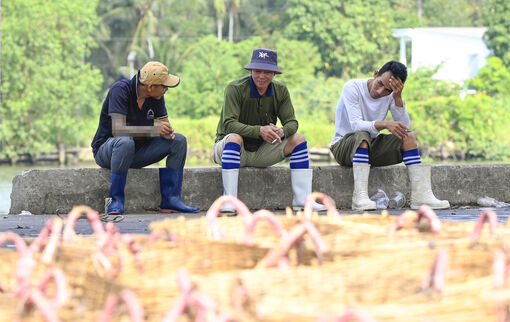 Cảng cá Tắc Cậu vắng ghe