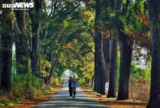 Hàng thông trăm tuổi đẹp như 'bước ra từ phim Hàn Quốc' tại Gia Lai