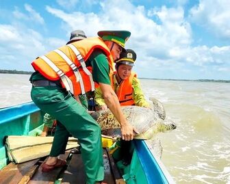 Cà Mau: Thả cá thể vích quý hiếm nặng 60kg về đại dương