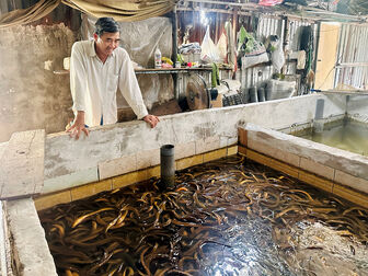 Giá lươn chạm đáy, người nuôi An Giang chờ tín hiệu thị trường