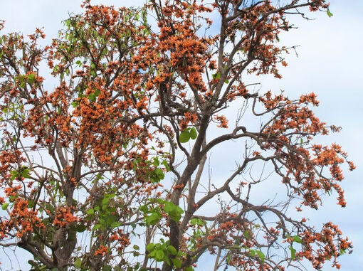 Ngắm mùa hoa đỏ nơi đại ngàn Gia Lai