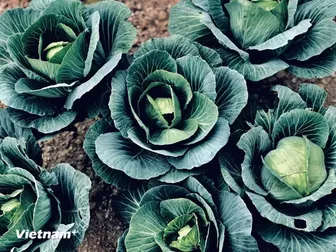 Có thật ăn càng nhiều chất xơ càng tốt không?