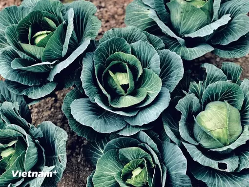 Có thật ăn càng nhiều chất xơ càng tốt không?