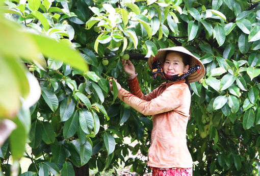 Trái ngọt bên dòng Cái Lớn