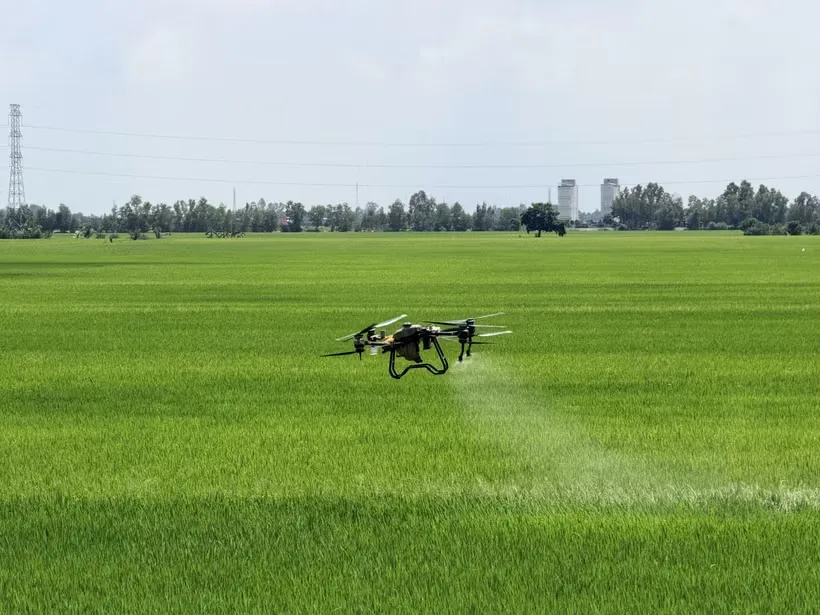 Hướng đi mới của An Giang trong thực hiện Đề án 1 triệu ha lúa chất lượng cao