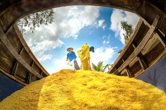 Nông dân miền Tây “vượt nắng” đưa lúa về kho giữa mùa khô khắc nghiệt