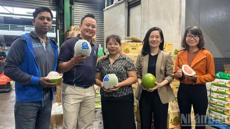 Lô bưởi Đồng Tháp chính thức bày bán tại Australia