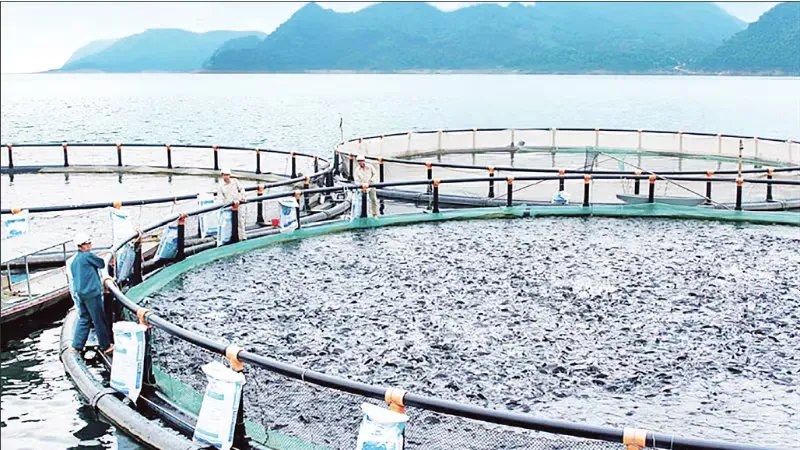 Mở hướng xuất khẩu cá rô phi