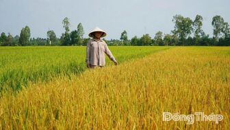 Đồng Tháp: Nhanh chóng làm rõ nguyên nhân vụ lúa bị thiệt hại