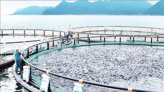 Mở hướng xuất khẩu cá rô phi