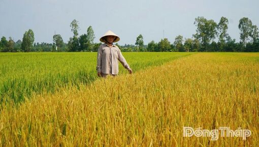 Đồng Tháp: Nhanh chóng làm rõ nguyên nhân vụ lúa bị thiệt hại