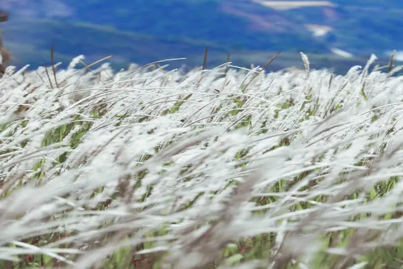 Khám phá Đồi cỏ tranh Tìa Ló giữa núi rừng Tây Bắc