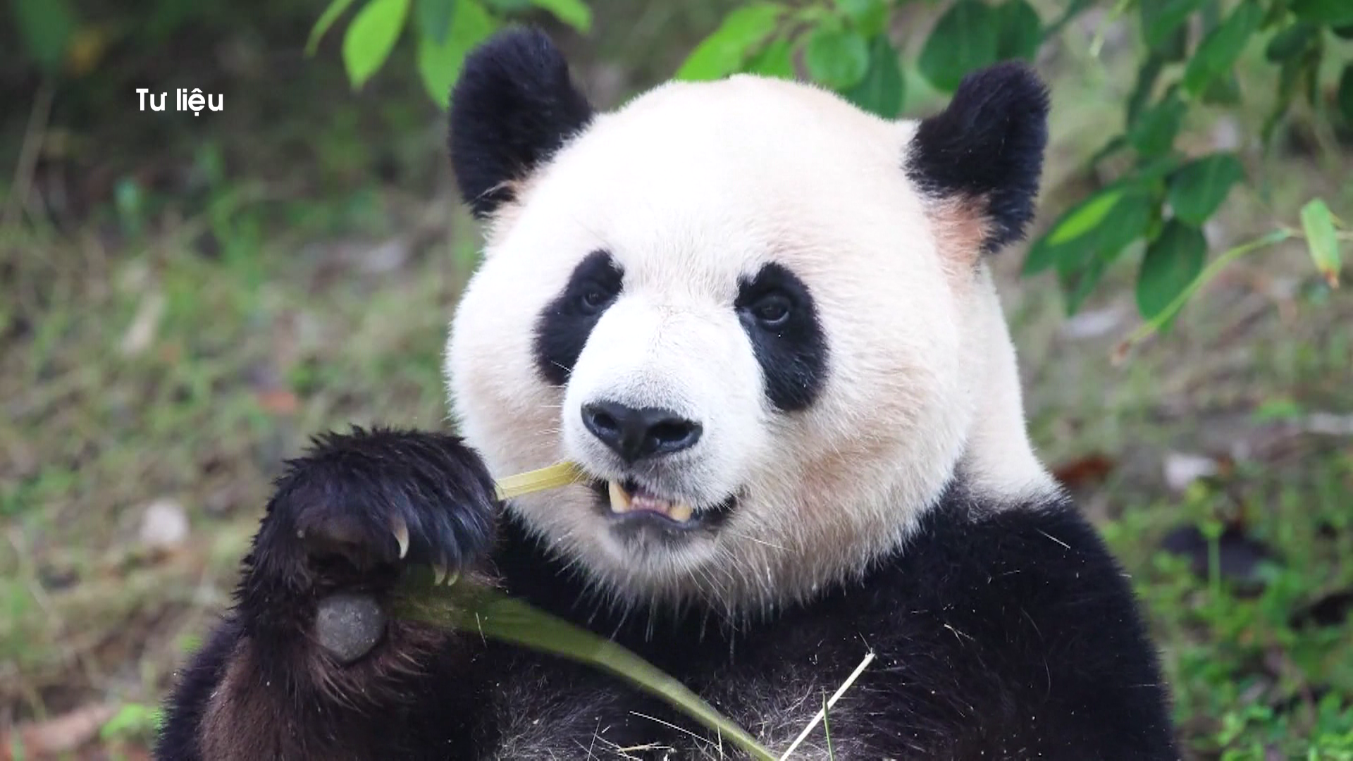 Trung Quốc gửi cặp gấu trúc mới đến Mỹ