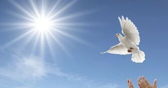 Hòa bình màu gì?