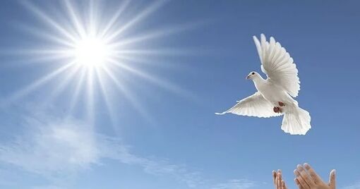 Hòa bình màu gì?